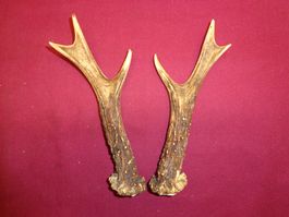 Reh, Geweihe, Trophäe, Horn, Dekoration, Jagd Abwurfstangen