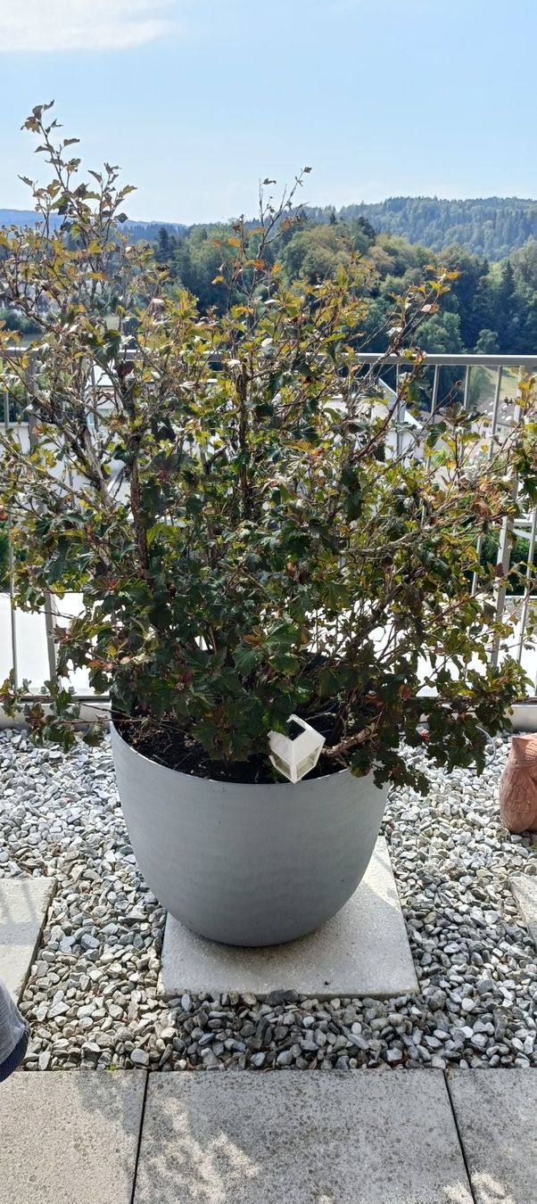 Pflanzen & Samen: Schneeball-Blasenspiere mit Topf – Gebraucht aus Winterthur von ninoemi01 1