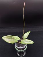 Hoya verticillata IML1618 - 2 Pflanzen