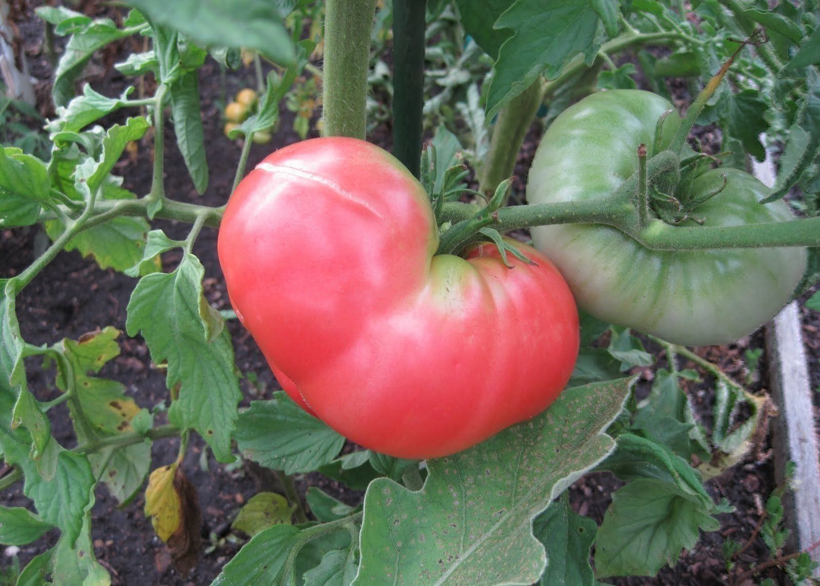 Piante & sementi: 50 Samen PINK PONDEROSA Tomate – Nuovo (secondo la descrizione) da Ehrendingen venduto da VerveinaSamen 2