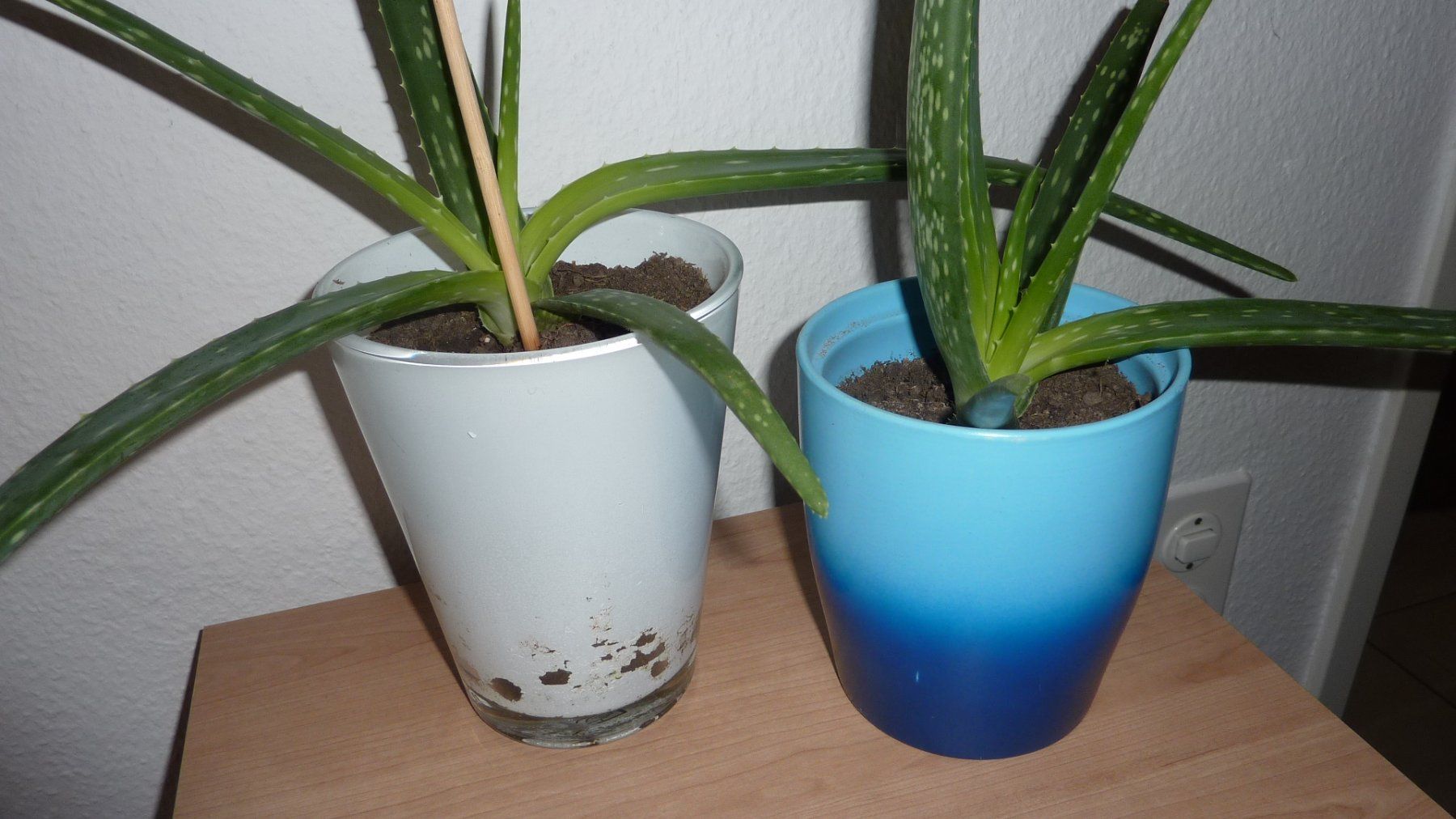 Plantes & graines: 2 aloe vera pflanzen – Neuf (Voir description) à Füllinsdorf par pmarkus 3