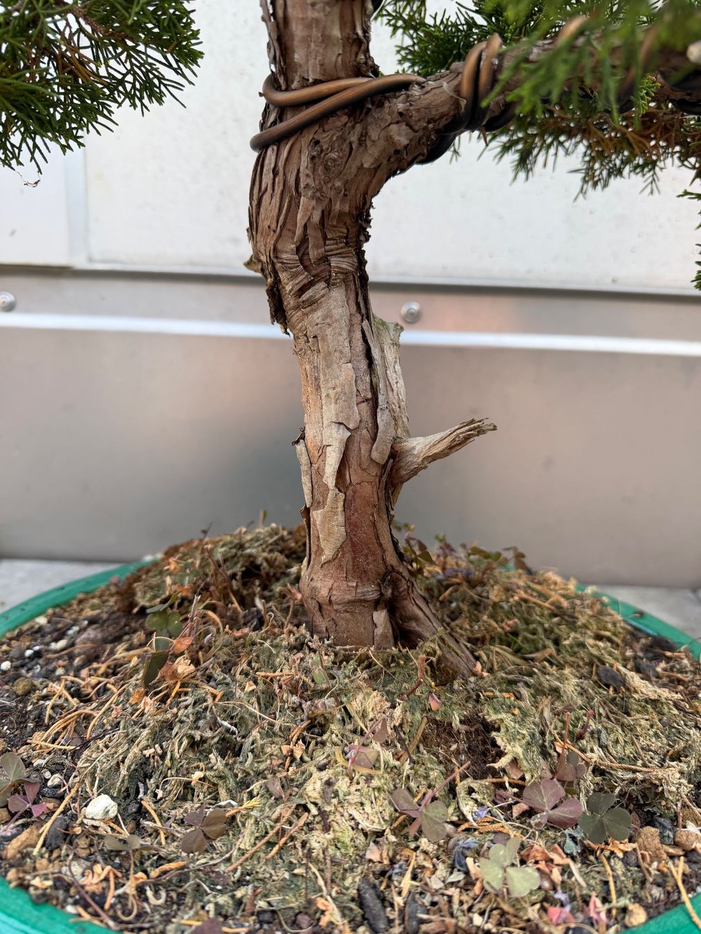 Pflanzen & Samen: Bonsai Chinesischer Wacholder – Gebraucht aus Ennetbaden von miboo 7