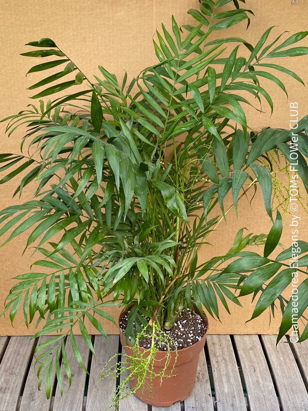 Piante & sementi: Chamaedorea Elegans - Bergpalme - bedingt winterhart – Nuovo e nell'imballaggio originale da Adliswil venduto da astom369