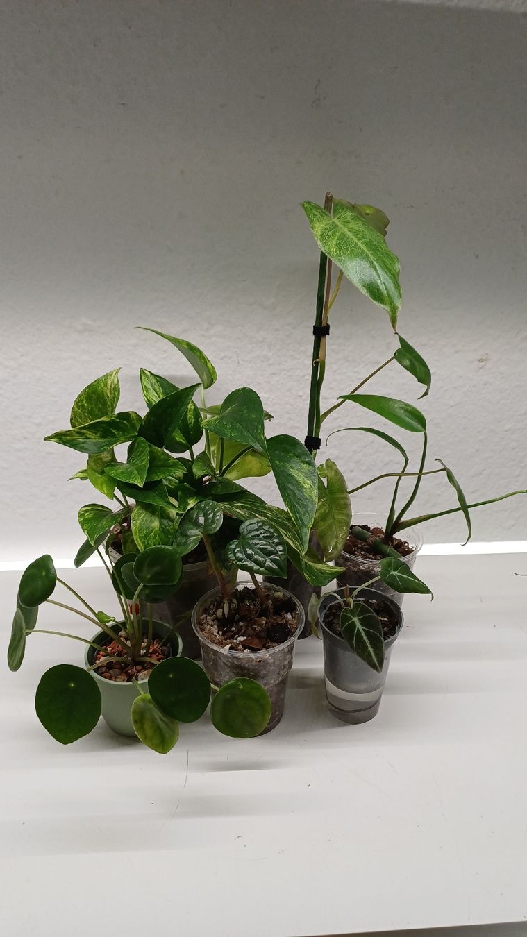 Piante & sementi: Monstera.....and more...Mini Jungle – Usato da Bern venduto da uwi_8t7x