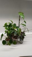 Monstera.....and more...Mini Jungle