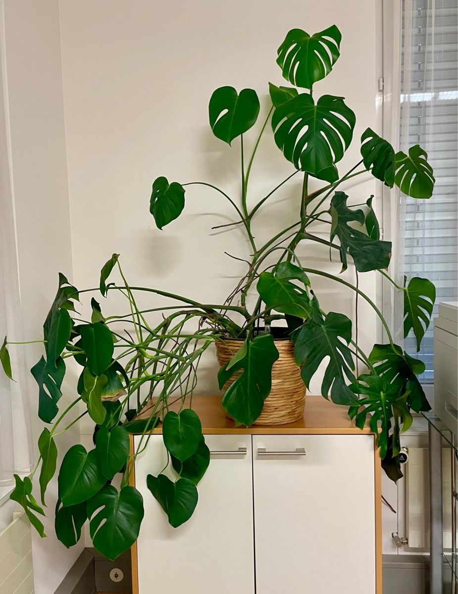 Piante & sementi: Monstera Deliciosa inkl. Übertopf – Usato da Siebnen venduto da Starlauf