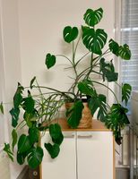 Monstera Deliciosa inkl. Übertopf
