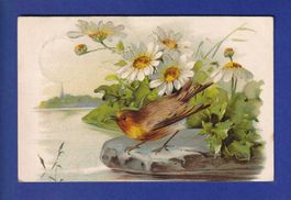 OISEAU - Rouge-Gorge et Marguerites