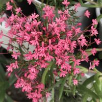 VALERIANA RUBRA L. - ROTE SPORNBLUME