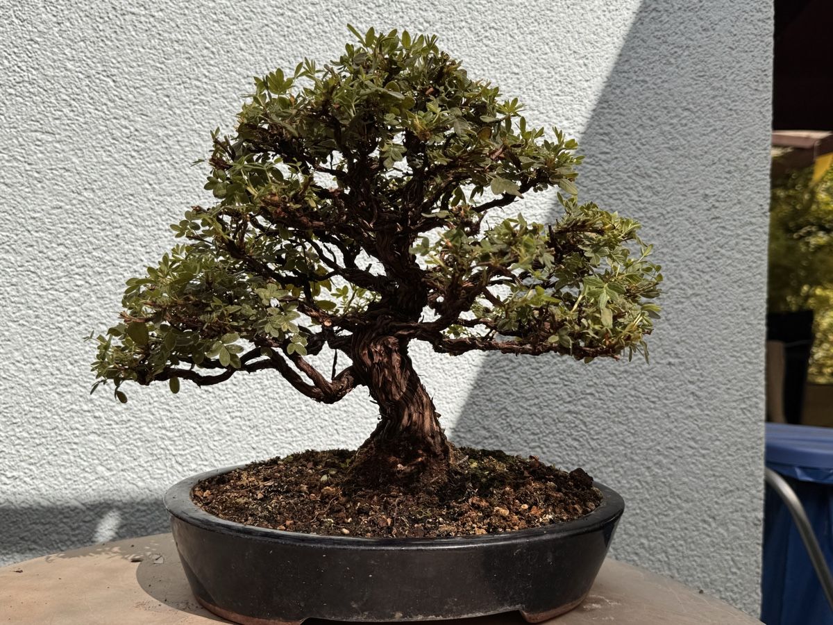 Pflanzen & Samen: Bonsai/Potentilla Fünffingerstrauch – Gebraucht aus Münchwilen TG von baluzi3 1