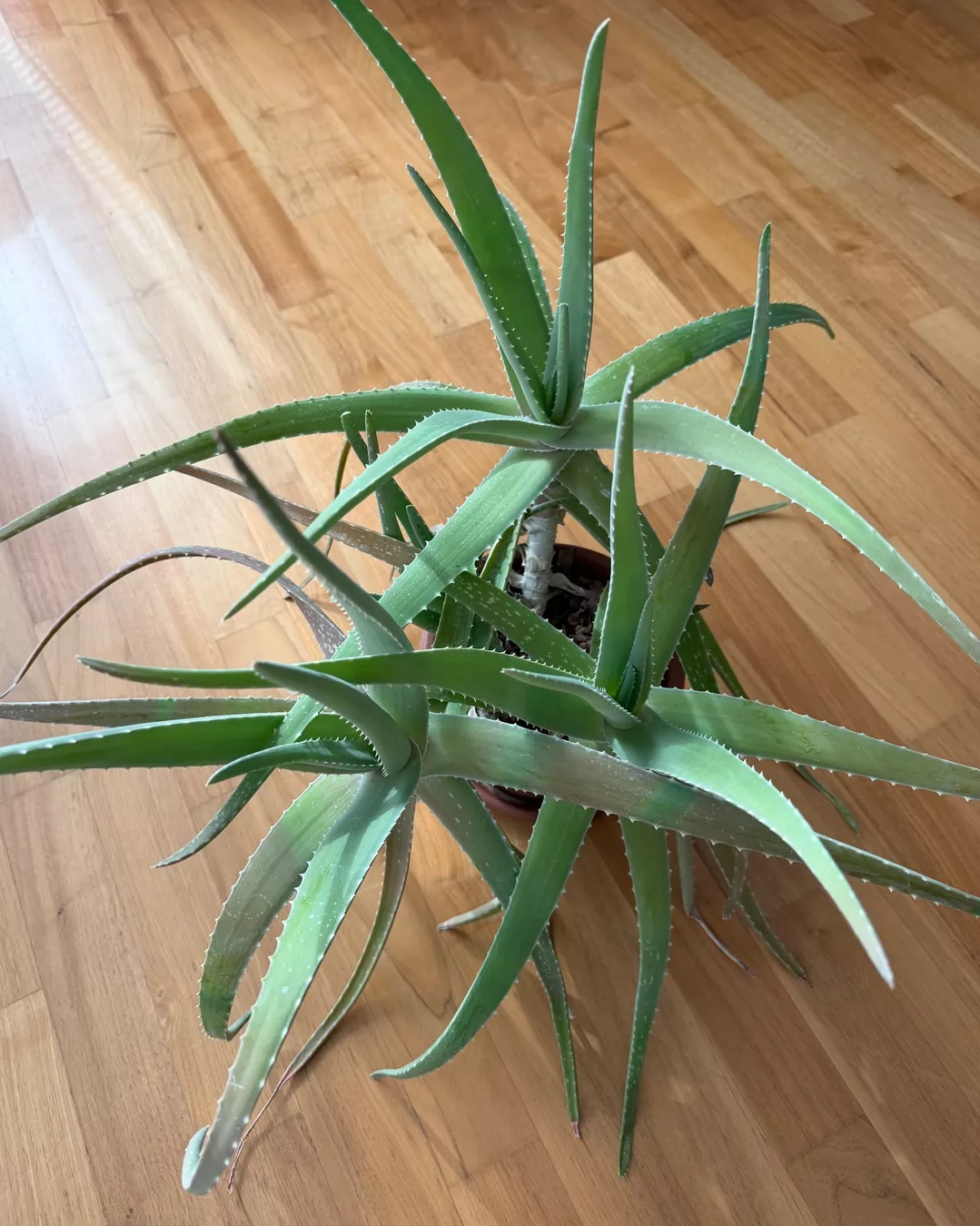 Piante & sementi: Aloe Vera – Nuovo (secondo la descrizione) da Frauenfeld venduto da 1Georg.schweizer
