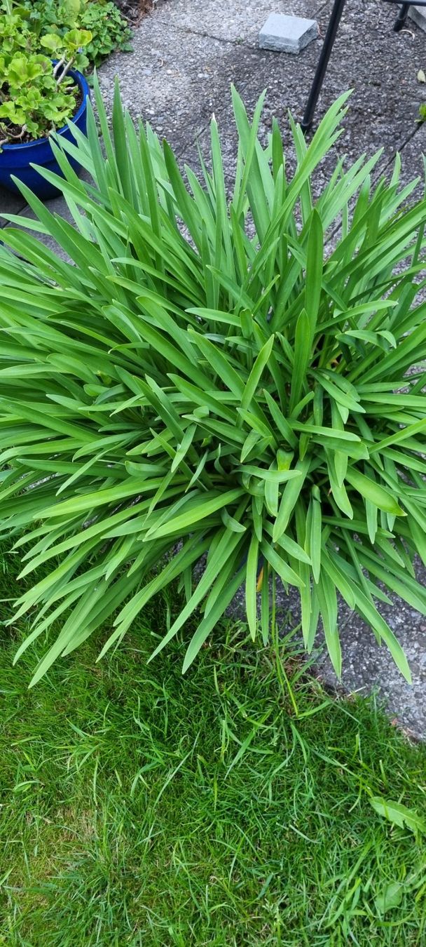 Piante & sementi: Agaphantus weiss – Usato da egliswil venduto da Maggy6