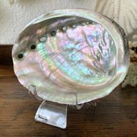 ✲ Abalone Schnecken Schale ✲ 44g / 110mm Muschel Seeopal