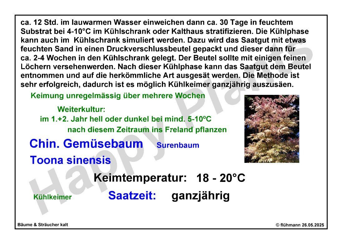 Pflanzen & Samen: Chin. Gemüsebaum - Toona sinensis - 20 Samen – Neu und originalverpackt aus Sumiswald von Cham14558 5