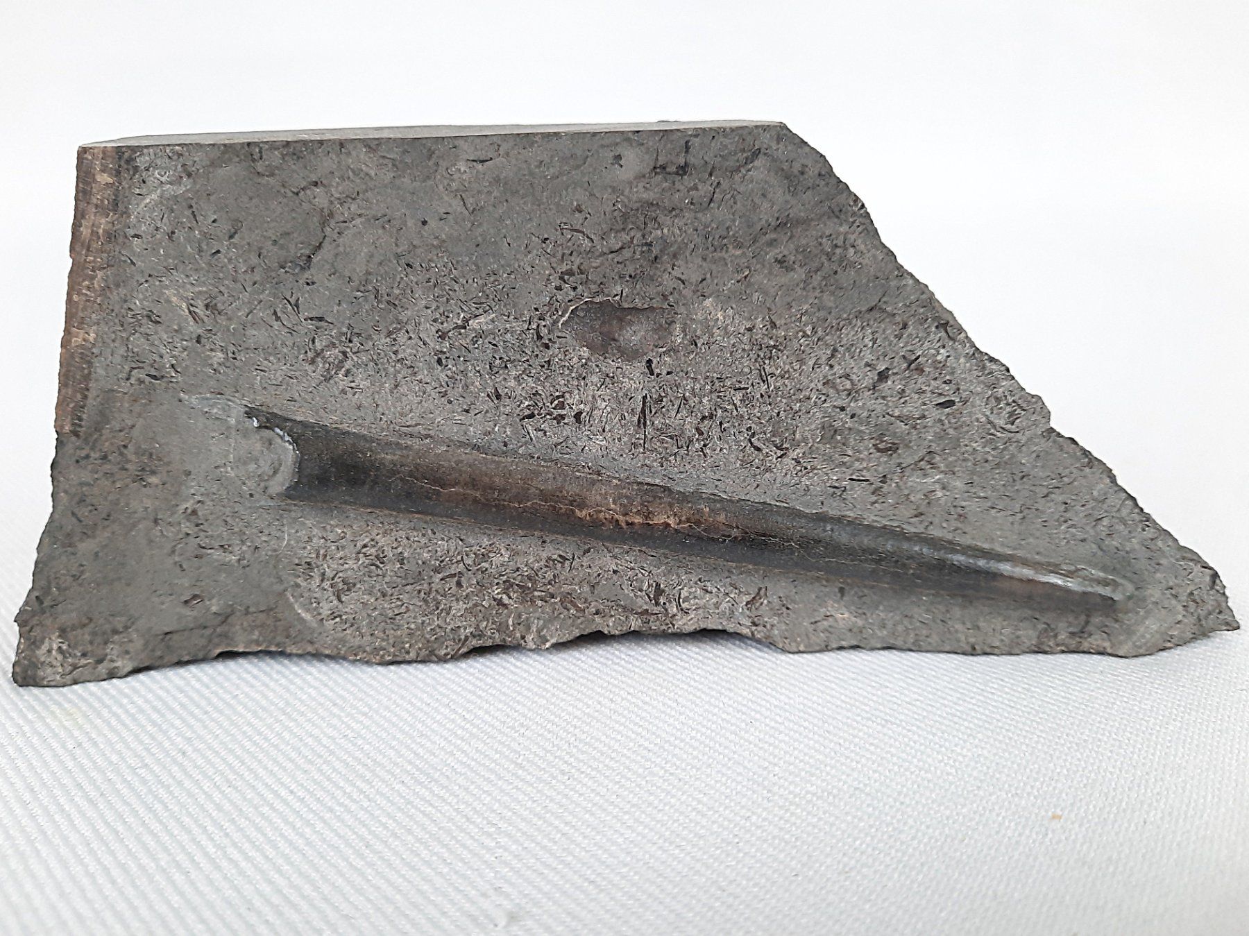Fossili: Fossiler Haifischzahn und Donnerkeil – Usato da Beinwil am See venduto da Restwert_Beinwil 2
