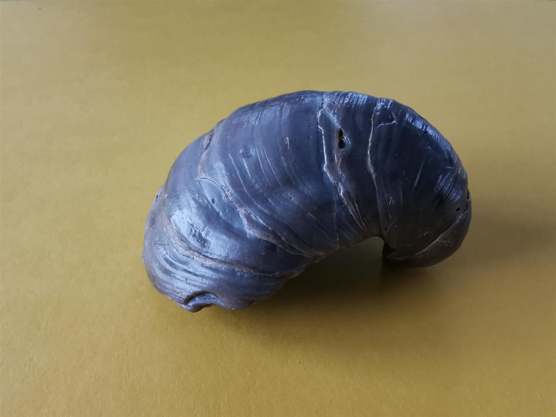 Fossili: Gryphaea arcuata als Geschenk – Usato da Olten venduto da smiples 4