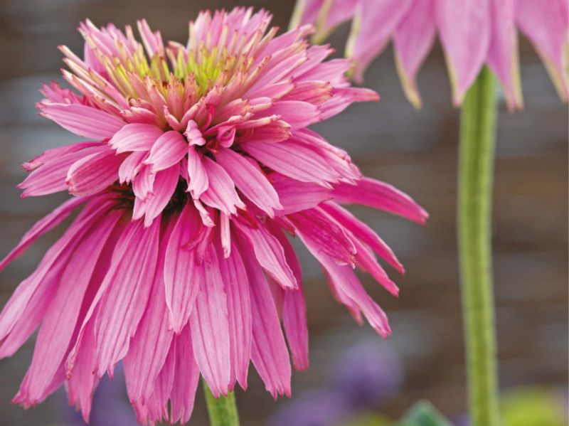 Piante & sementi: 15 Samen  Echinacea SUPER DUPER – Nuovo (secondo la descrizione) da Ehrendingen venduto da VerveinaSamen 2