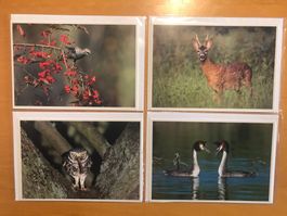 4x Grusskarten Naturama Vögel & Reh