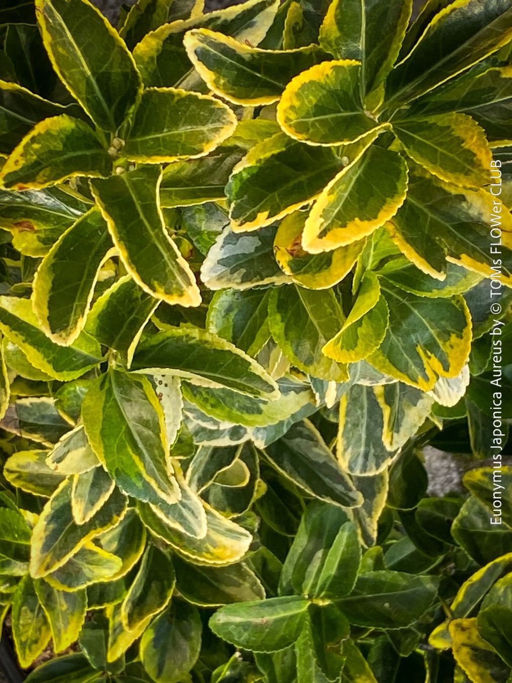 Pflanzen & Samen: Euonymus Japonicus ‘Aureus’ oder 'Bravo' - immergrün – Neu und originalverpackt aus Adliswil von TAKEYOURPLANT 1