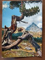 Postkarte: Nationalpark 1960