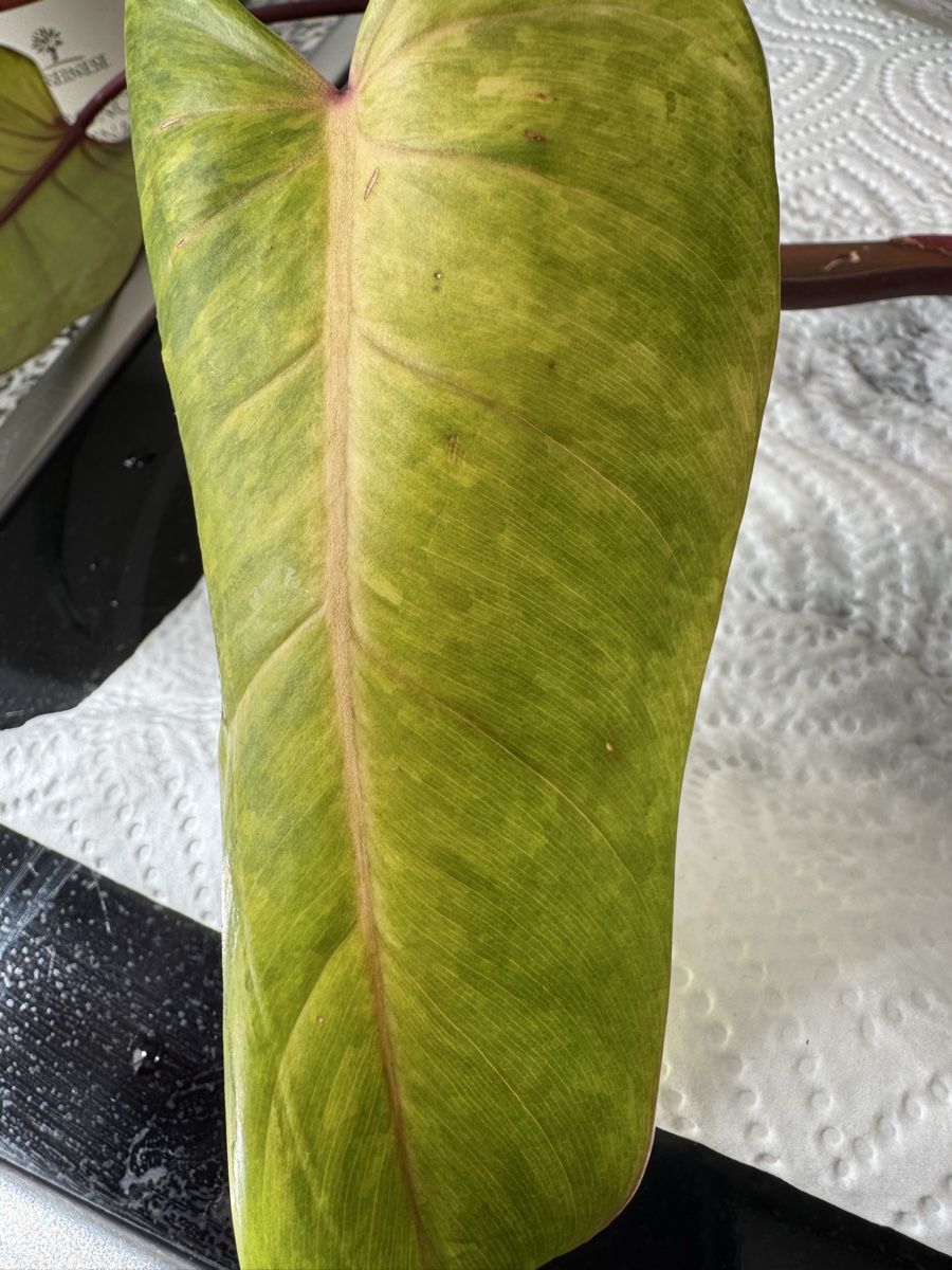 Piante & sementi: Philodendron “Painted Lady” – Nuovo (secondo la descrizione) da Rivera venduto da ale_28z9 2