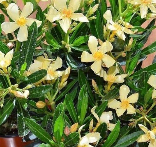 Pflanzen & Samen: RARE! NERIUM Oleander gelb 50 cm – Neu und originalverpackt aus Rovio von POSITIFFARTandPLANTS 3