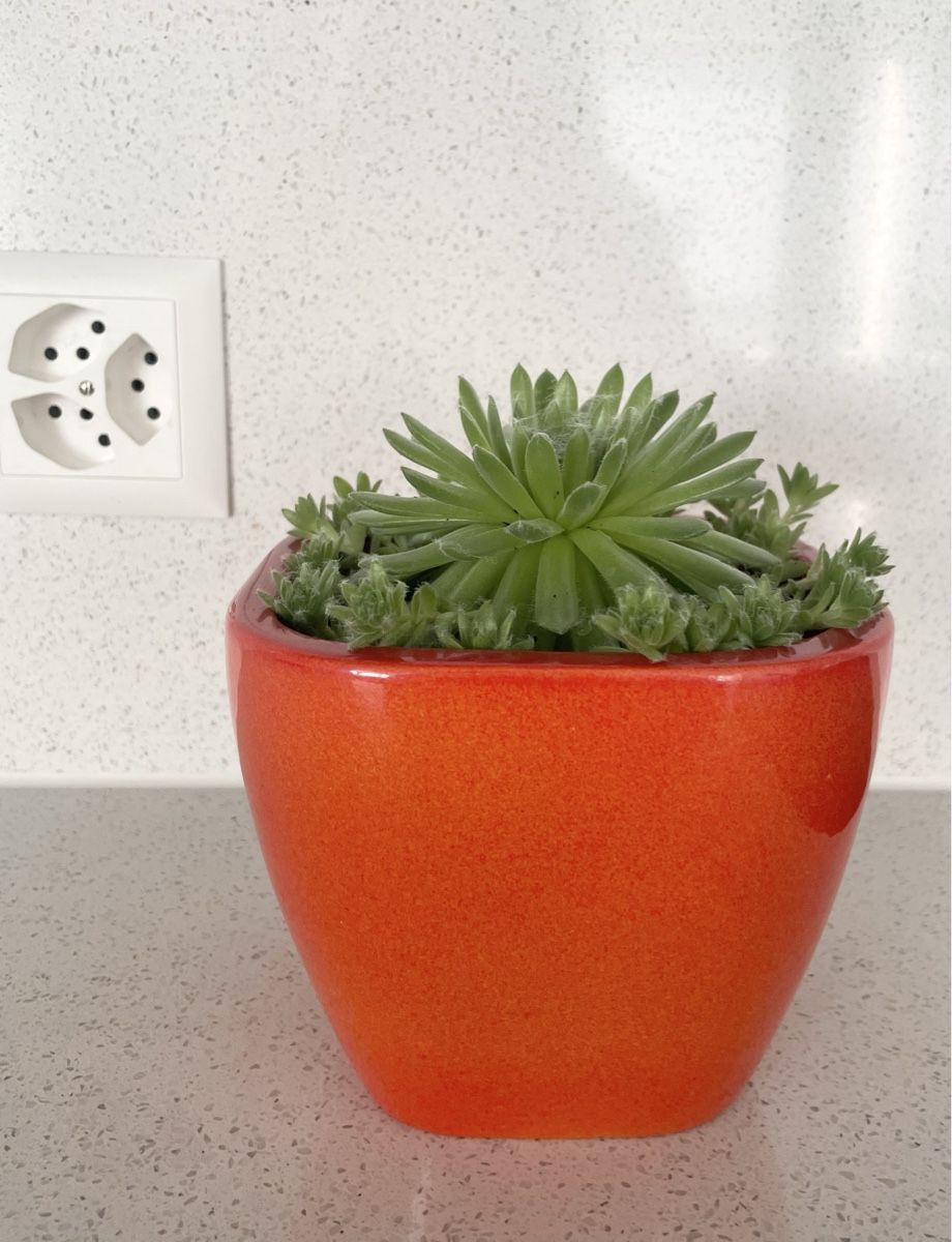 Piante & sementi: Sempervivum (Hens & Chicks) succulent in nice ceramic pot – Usato da Uster venduto da momogarden 4