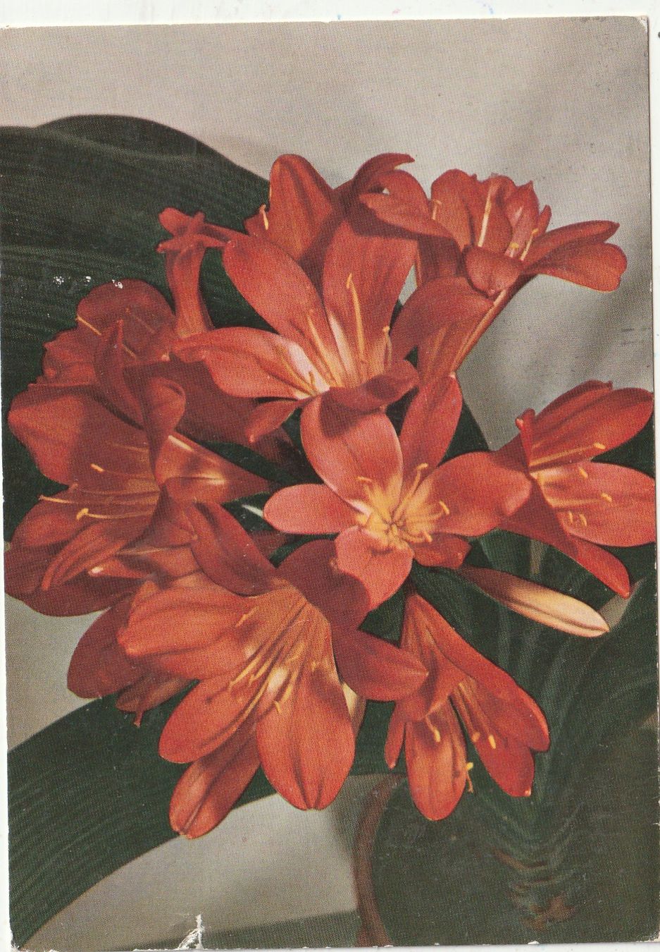 Cartoline postali: 10 Schöne Blumenkarten – Usato da Lumbrein venduto da made02 8