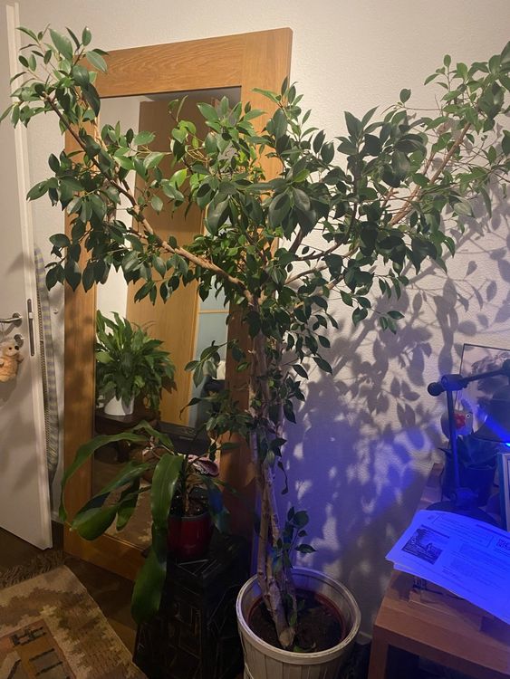 Pflanze Ficus benjamina Kaufen auf Ricardo