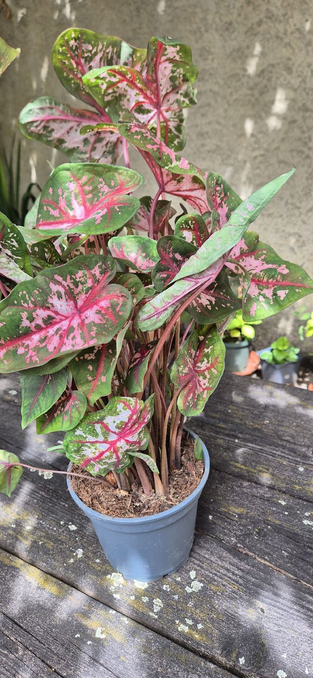 Pflanzen & Samen: caladium – Gebraucht aus Genthod von Lenas9 3