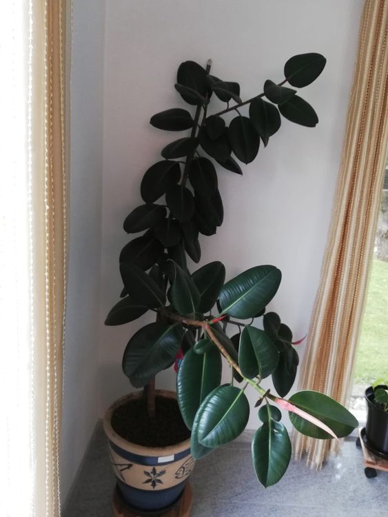 Großer Gummibaum (Ficus) Als Zimmerpflanze - Pflegeleicht, Luftreinigend & Dekorativ