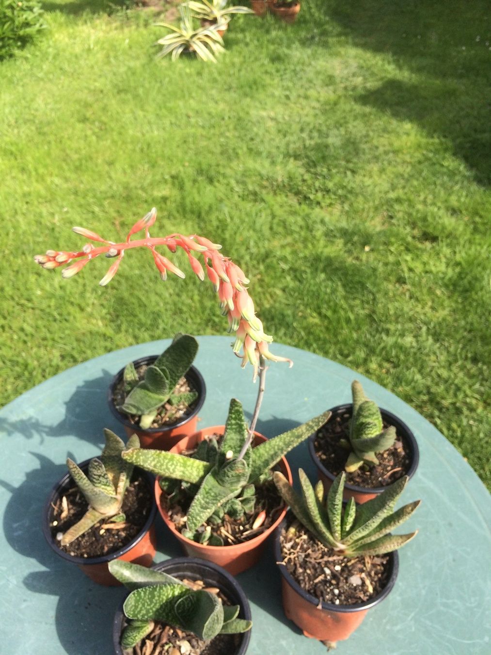 Piante & sementi: Gasteria Hirschzunge – Nuovo (secondo la descrizione) da Vinelz venduto da Wellensittich55 1