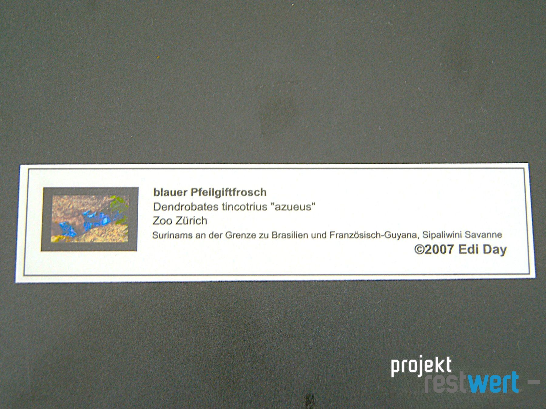 Foto & Immagini: Fotografie von Pfeilgiftfröschen – Usato da Bülach venduto da restwert_buelach 2