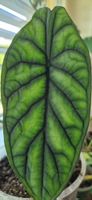 🤩Alocasia Dragon Scale Rhizom 