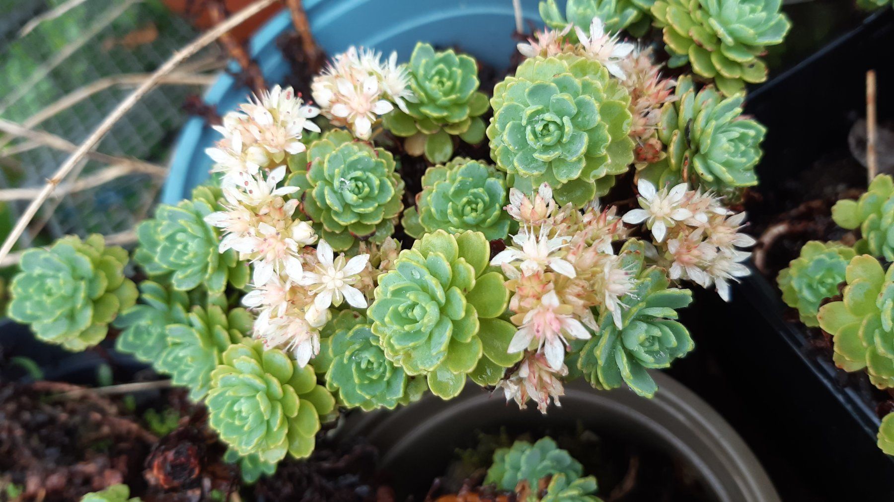 Piante & sementi: Rosenkugel Sedum Bodendecker blüht hellrosa – Usato da Ibach venduto da chaemilochhobbygarte 2