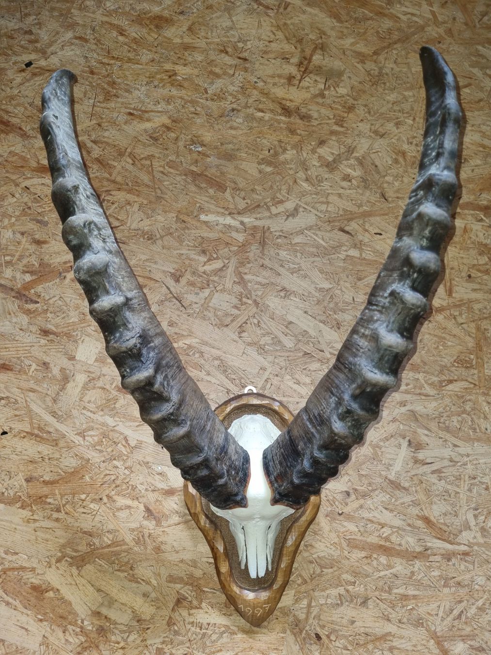 Altre raccolte & rarità: Alpensteinbock – Usato da Sachseln venduto da fab_nh78