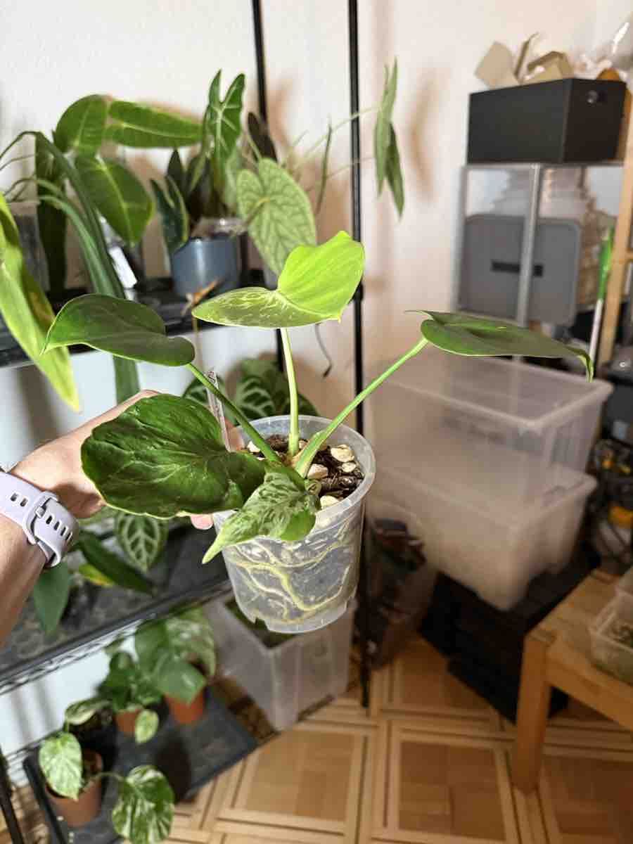 Pflanzen & Samen: Monsters Bulbasaur – Neu (gemäss Beschreibung) aus La Chaux-de-Fonds von Xastera_ 2