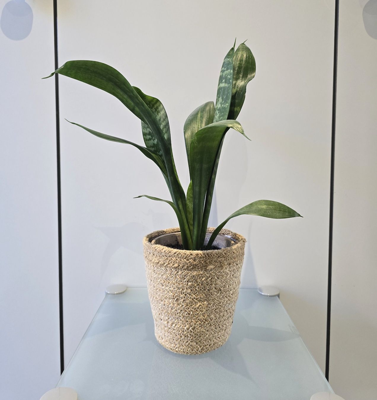 Piante & sementi: Pflanze Sansevieria / Bogenhanf 41 cm inklusive Korbtopf – Usato da Oetwil an der Limmat venduto da dhantal
