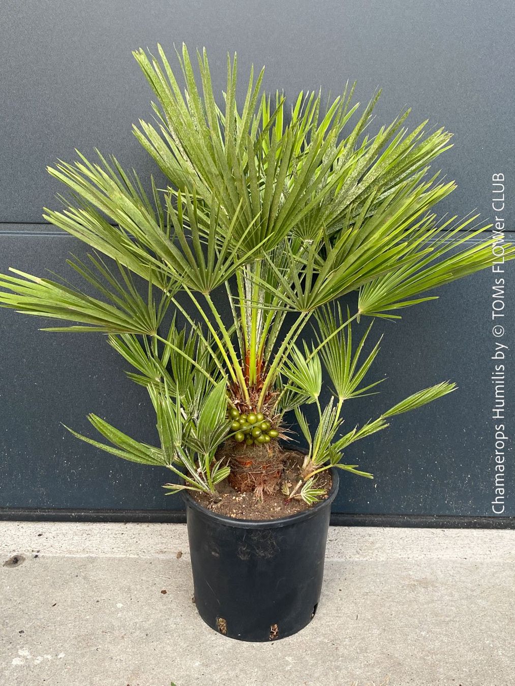 Piante & sementi: Chamaerops Humilis - fürs Haus oder Garten - robuste Palme – Nuovo e nell'imballaggio originale da Adliswil venduto da TAKEYOURPLANT 2