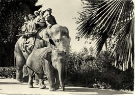 ZÜRICH Zoologischer Garten Elefanten-Reiten