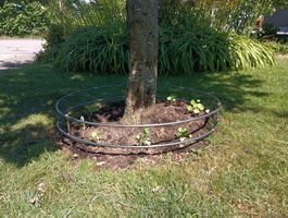Baumschutzring für Garten aus Stahl