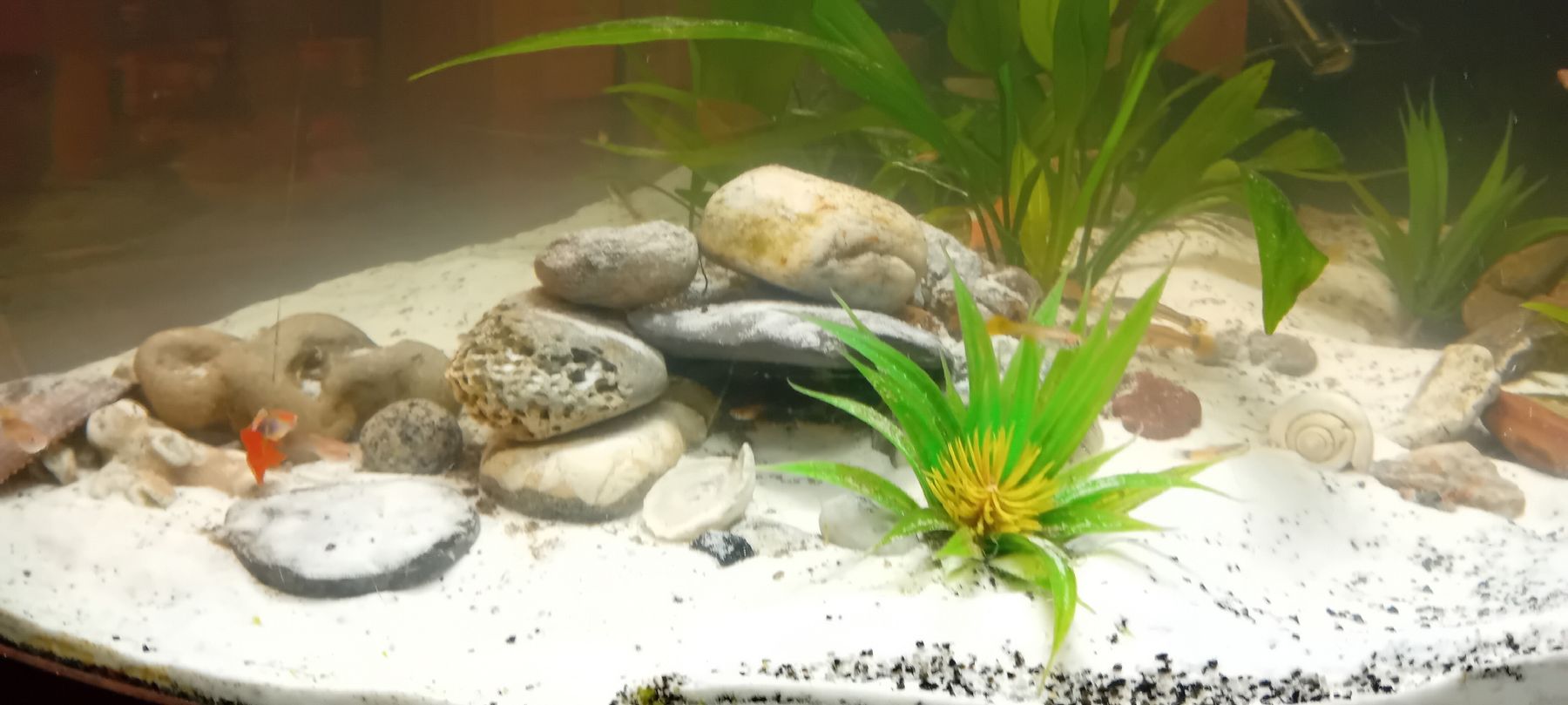 Acquari: Aquarium complet avec accessoires, – Usato da Carouge GE venduto da Street04 3