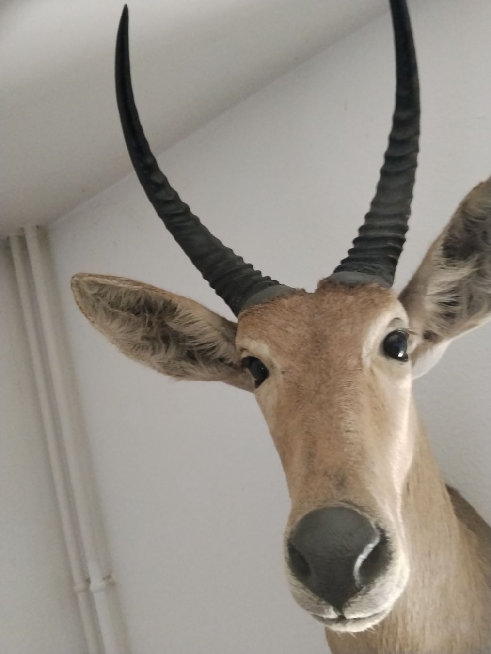 Sonstiges zum Sammeln & Seltenes: Trophäe Antilope Geweih Jagd Dekoration – Gebraucht aus Zürich von Lilo1984 3