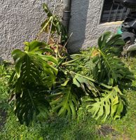 Monstera deliciosa (Köstliches Fensterblatt)