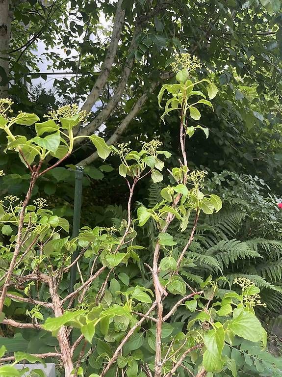 Piante & sementi: Kletterhortensie – Usato da Zürich venduto da chiffchaff 1