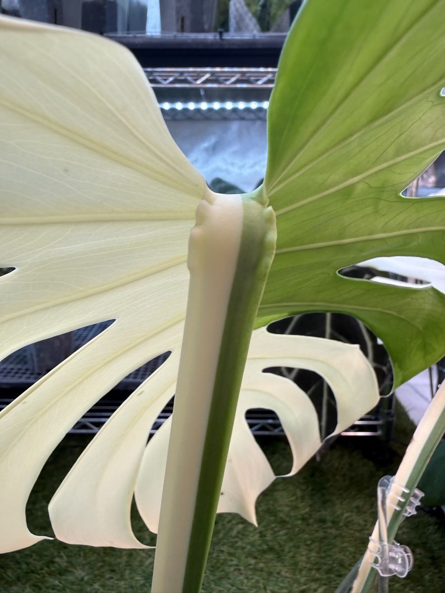 Piante & sementi: Monstera Albo large form | headcutting – Usato da Morlon venduto da lucius.greenery 3