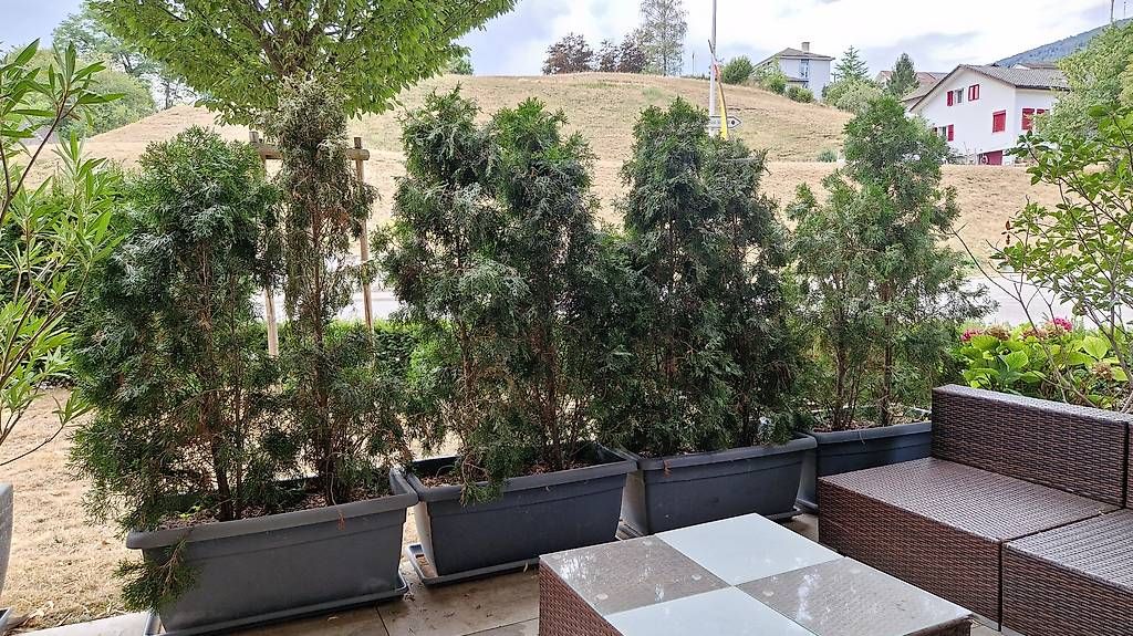 Paravents: Terrassen Sichtschutz Thuja  – Gebraucht aus Mümliswil von jon_8xr5 1