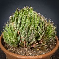 Aloe Aristata - ein robuster Klassiker für volle Sonne