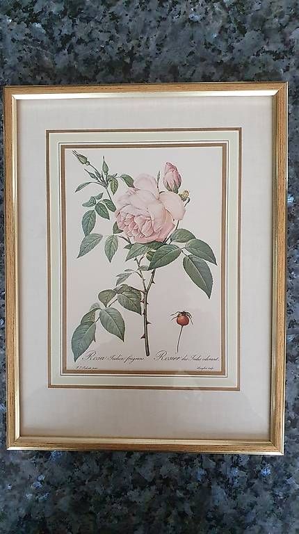 Gravures: Farbstich Redouté Rosen – D'occasion à Zürich par mechanixall