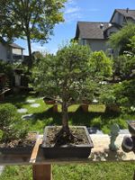 Tannen Bonsai